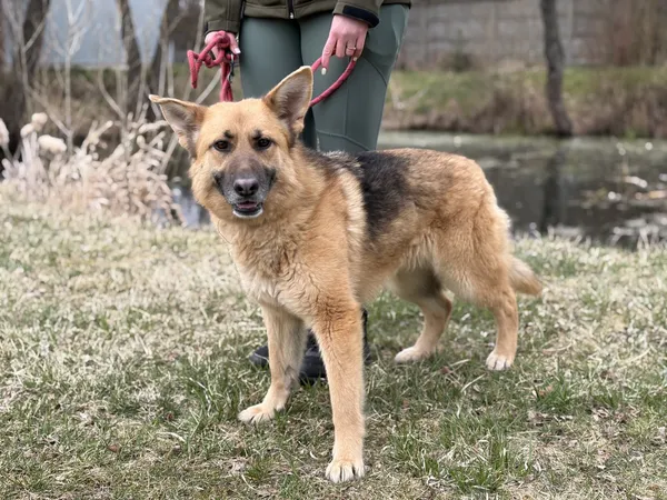 Pies do adopcji, Bełchatów, 14 lutego 2026 (3/5)