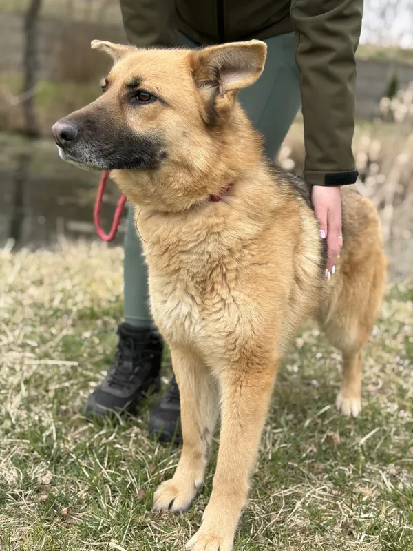Pies do adopcji, Bełchatów, 14 lutego 2026 (4/5)