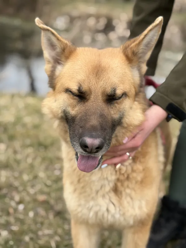 Pies do adopcji, Bełchatów, 14 lutego 2026 (5/5)