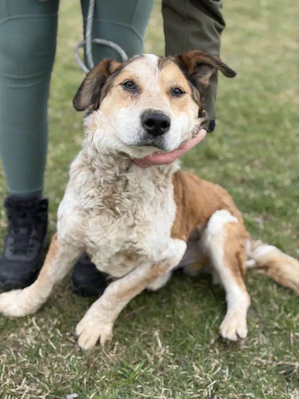 Pies do adopcji, Bełchatów, 16 lutego 2026 (1/5)