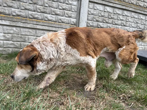 Pies do adopcji, Bełchatów, 16 lutego 2026 (2/5)