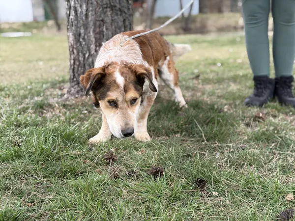 Pies do adopcji, Bełchatów, 16 lutego 2026 (3/5)