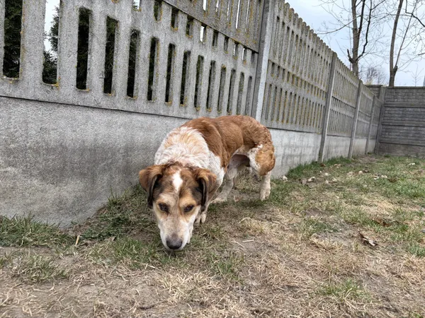 Pies do adopcji, Bełchatów, 16 lutego 2026 (4/5)