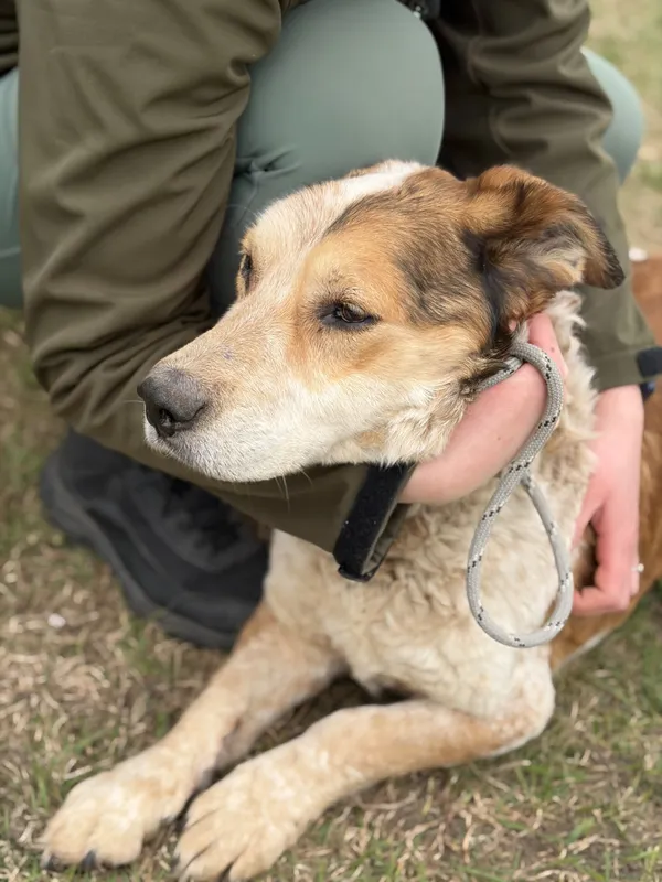 Pies do adopcji, Bełchatów, 16 lutego 2026 (5/5)