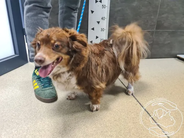 Znaleziono psa, Chełmek, 26 marca 2026