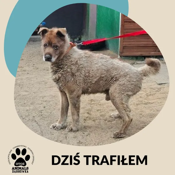 Znaleziono psa, Dąbrówka, 24 marca 2026