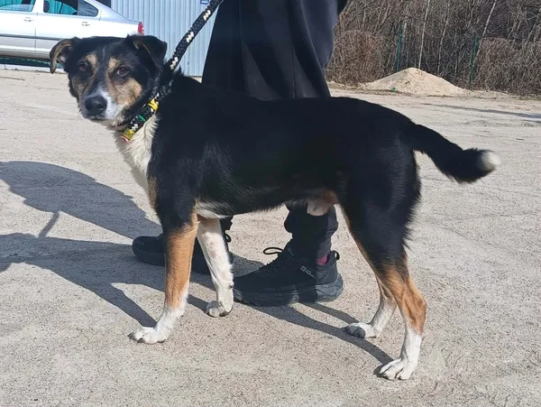 Znaleziono psa, Pieckowo, 25 marca 2026 (1/2)