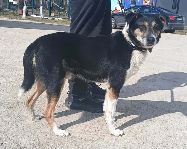 Znaleziono psa, Pieckowo, 25 marca 2026 (2/2)