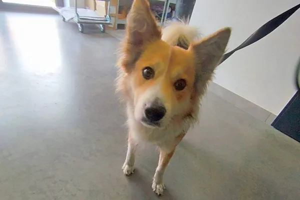 Znaleziono psa, Wałbrzych, 24 marca 2026