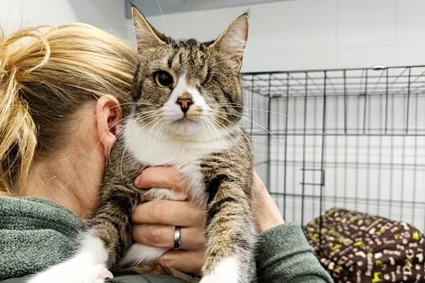 Znaleziono kota, Wałbrzych, 24 marca 2026