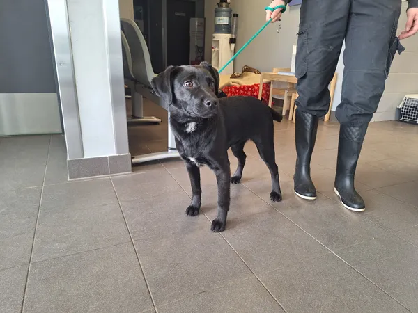 Znaleziono psa, Bydgoszcz, 24 marca 2026