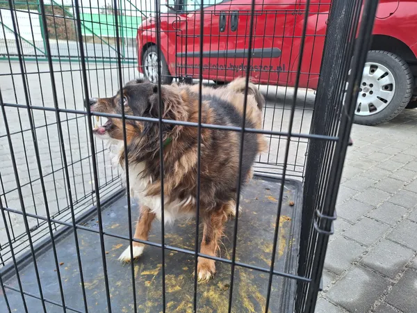 Znaleziono psa, Bydgoszcz, 24 marca 2026