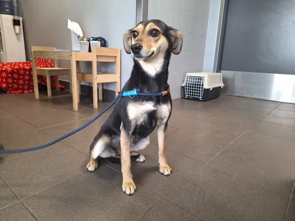 Znaleziono psa, Bydgoszcz, 23 marca 2026