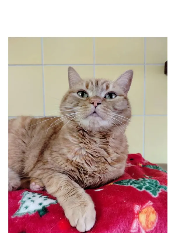 Kot do adopcji, Wrocław, 3 marca 2026