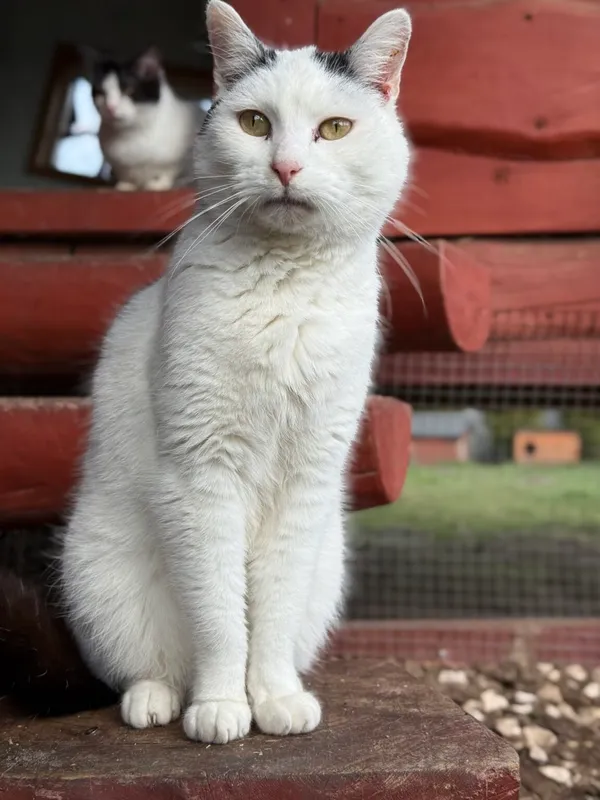 Kot do adopcji, Pieczyska, 26 marca 2026 (2/5)