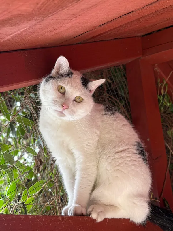 Kot do adopcji, Pieczyska, 26 marca 2026 (3/5)