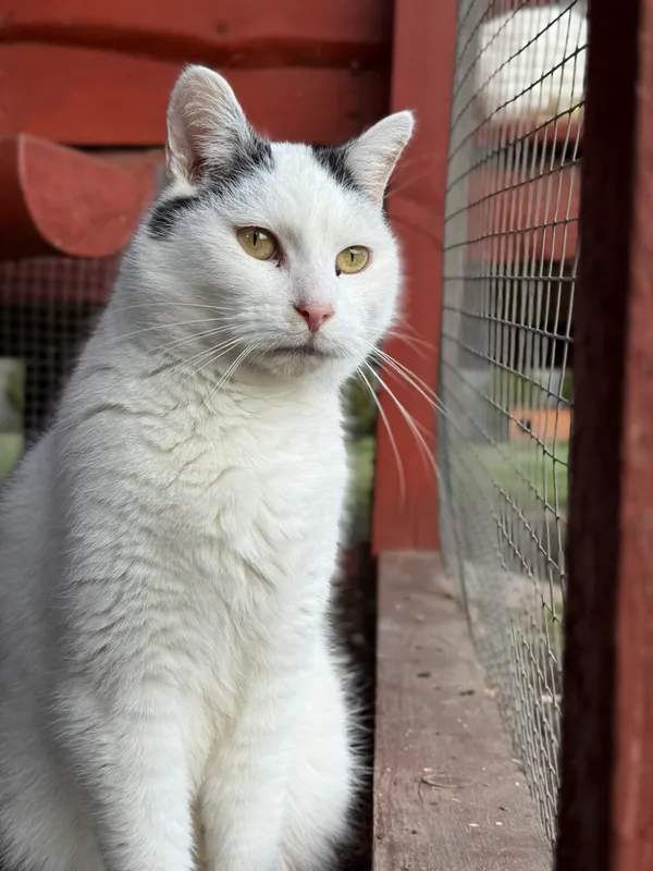 Kot do adopcji, Pieczyska, 26 marca 2026 (4/5)