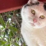 Kot do adopcji