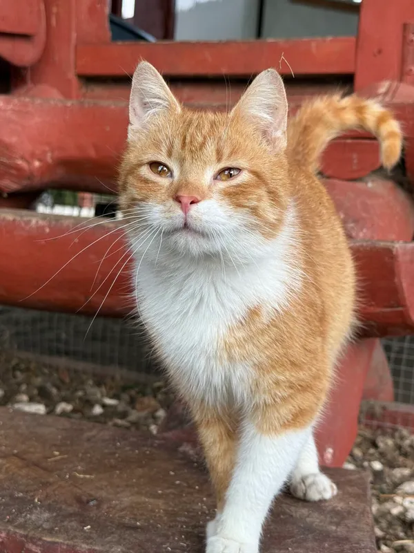 Kot do adopcji, Pieczyska, 26 marca 2026 (2/5)