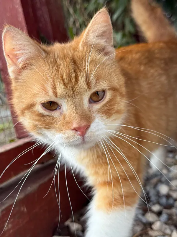 Kot do adopcji, Pieczyska, 26 marca 2026 (4/5)