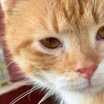 Kot do adopcji