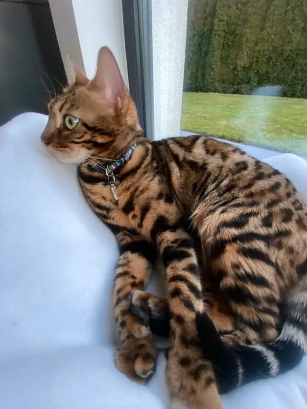 Zaginął kot, Łódź, Łódź-Śródmieście, 27 marca 2026 (1/2)