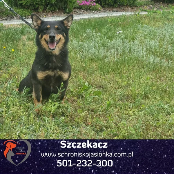Pies do adopcji, Ciosny, 19 sierpnia 2022