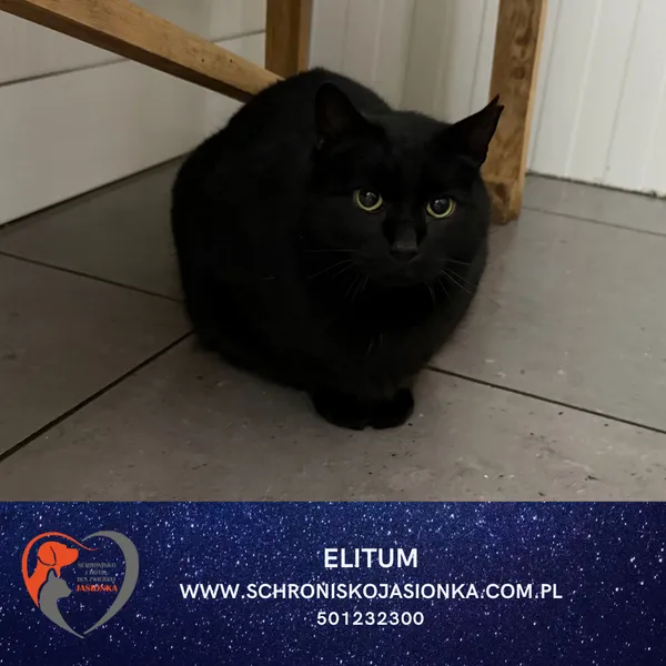 Kot do adopcji, Ciosny, 29 czerwca 2021