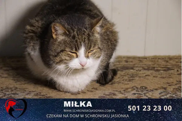 Kot do adopcji, Ciosny, 16 kwietnia 2021 (1/4)