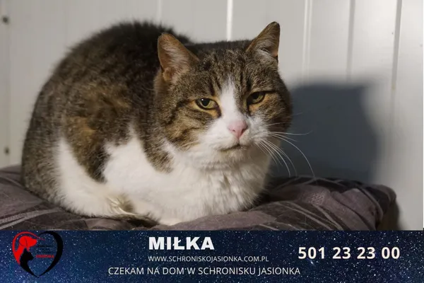 Kot do adopcji, Ciosny, 16 kwietnia 2021 (2/3)