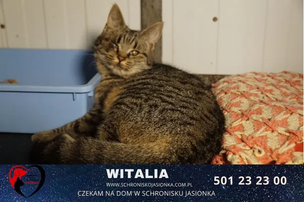 Kot do adopcji, Ciosny, 29 czerwca 2021 (1/4)