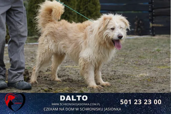 Pies do adopcji, Ciosny, 9 grudnia 2020 (2/5)