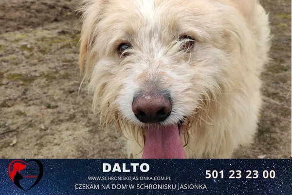 Pies do adopcji, Ciosny, 9 grudnia 2020 (3/5)