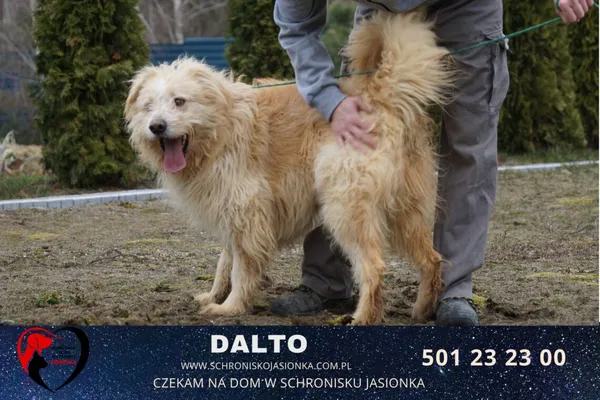 Pies do adopcji, Ciosny, 9 grudnia 2020 (5/5)