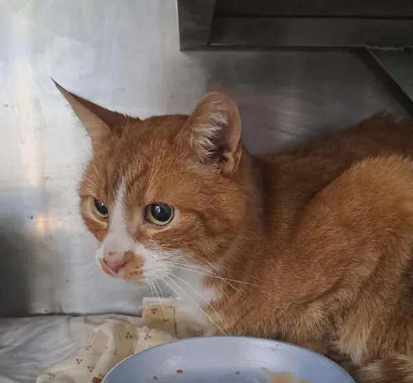 Kot do adopcji, Olsztyn, 25 marca 2026 (1/2)