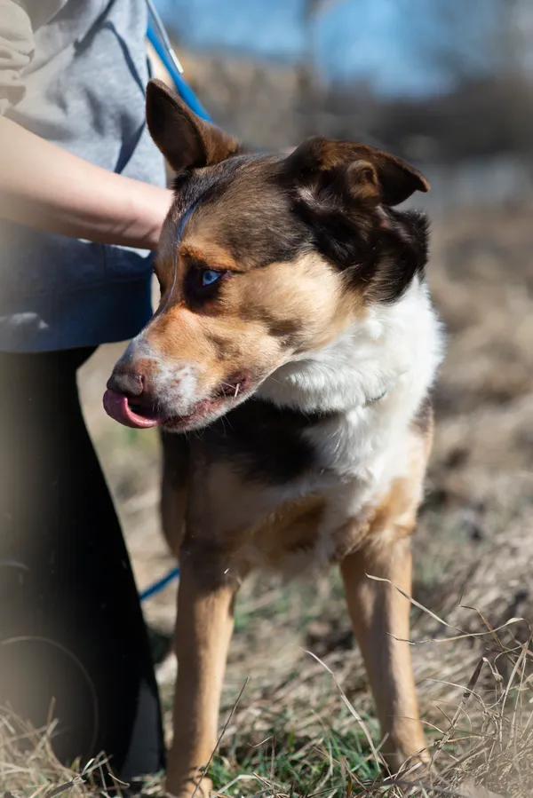 Pies do adopcji, Jelenia Góra, 5 marca 2026 (2/5)