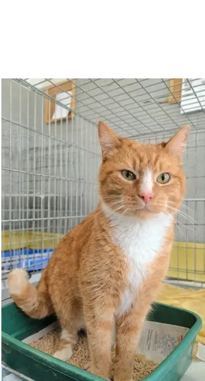 Znaleziono kota, Wrocław, 24 marca 2026