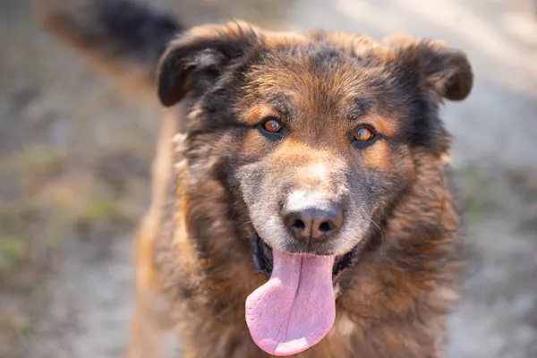 Pies do adopcji, Nowodwór, 26 marca 2026 (2/5)