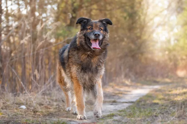 Pies do adopcji, Nowodwór, 26 marca 2026 (4/5)