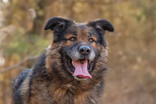 Pies do adopcji, Nowodwór, 26 marca 2026 (5/5)