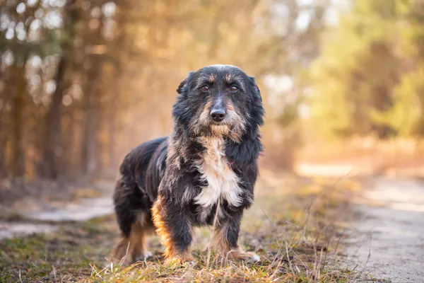 Pies do adopcji, Nowodwór, 26 marca 2026 (2/5)