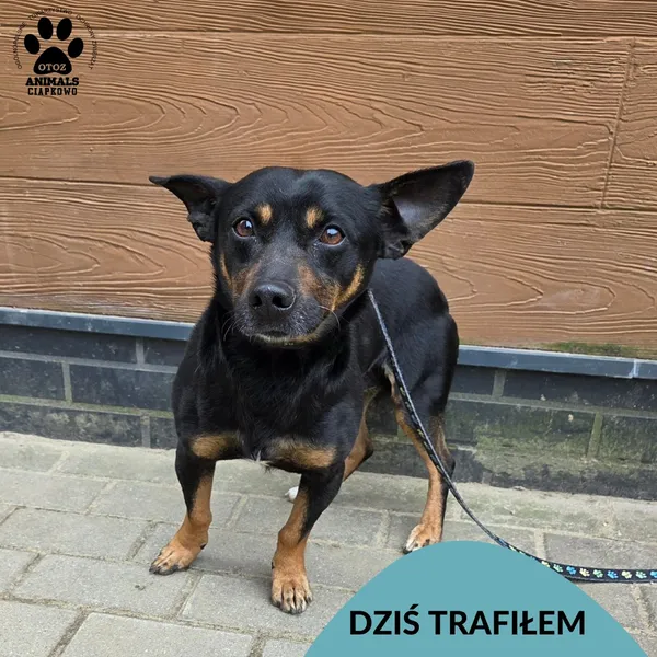 Znaleziono psa, Gdynia, 24 marca 2026