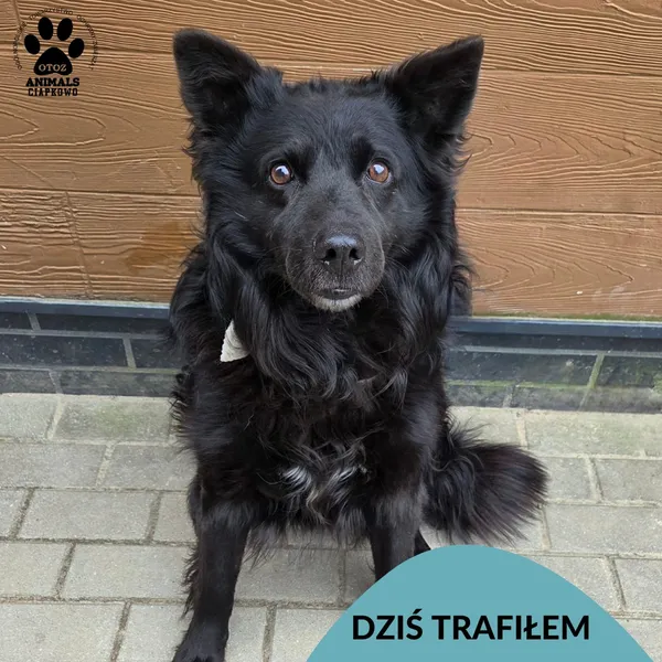 Znaleziono psa, Gdynia, 24 marca 2026