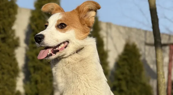 Pies do adopcji, Pieczyska, 27 marca 2026 (1/5)