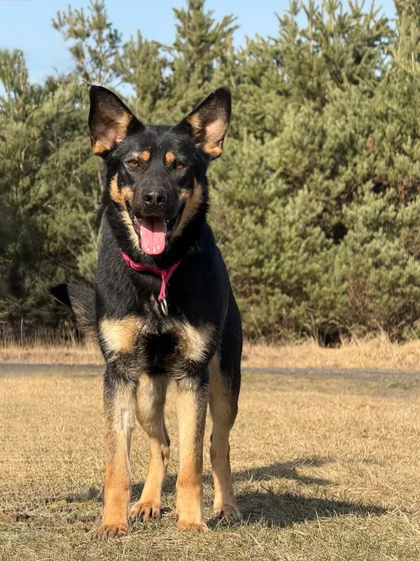 Pies do adopcji, Pieczyska, 27 marca 2026 (5/5)