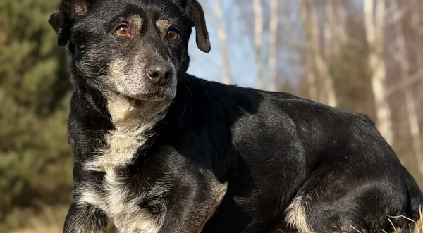 Pies do adopcji, Pieczyska, 26 marca 2026 (1/5)