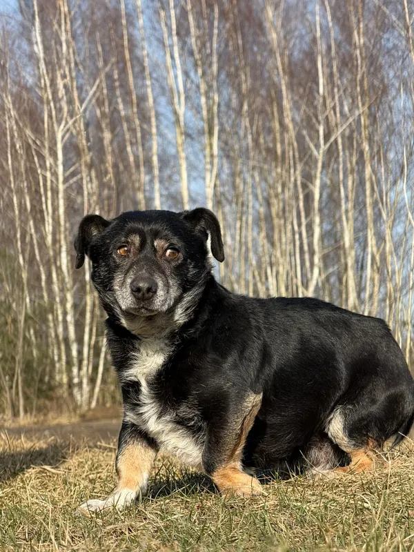 Pies do adopcji, Pieczyska, 26 marca 2026 (3/5)