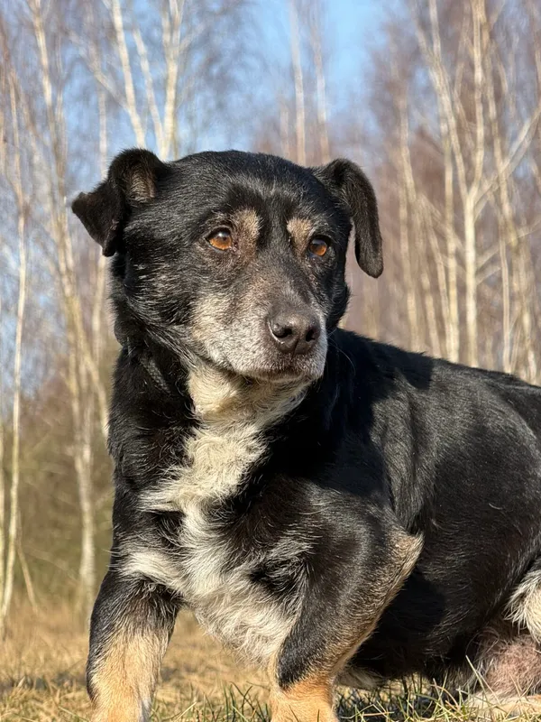 Pies do adopcji, Pieczyska, 26 marca 2026 (5/5)