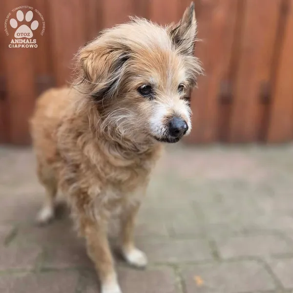 Pies do adopcji, Gdynia, 27 marca 2026 (3/5)