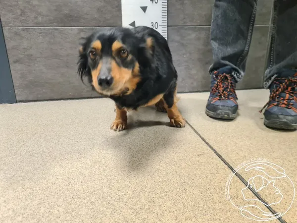 Znaleziono psa, Chełmek, 27 marca 2026